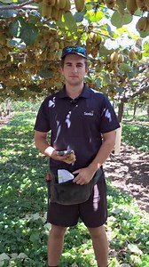 We're out under the vines with one of Seeka's trainee orchard managers Josh. Here's a snippet of what he's been up to lately. | Seeka