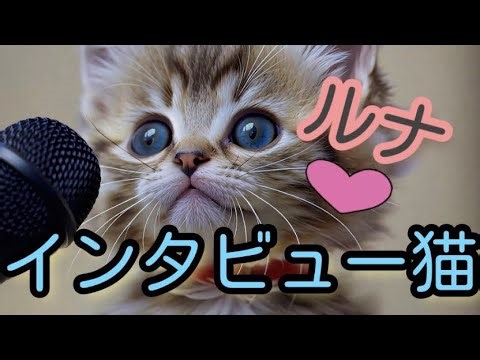 ルナ🎀インタビューされる#インタビュー猫#AI猫#子猫 #ai猫 ルナ #ガン見