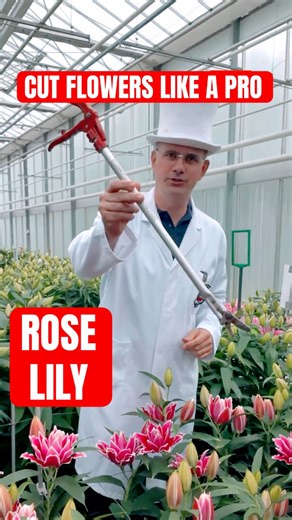 Pro Greenhouse Tool for Rose #Lilies | Dr. van Bloom Explains