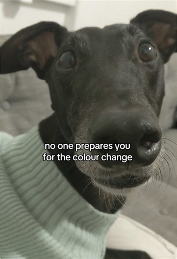Understanding Greyhound Aging and Color Changes