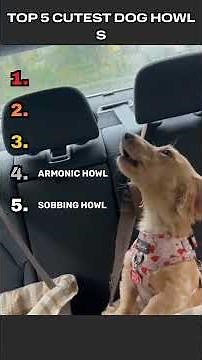 Dogs howling compilation