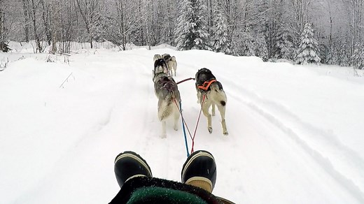 Dog sledding is a winter thrill in Wisconsin's Northwoods