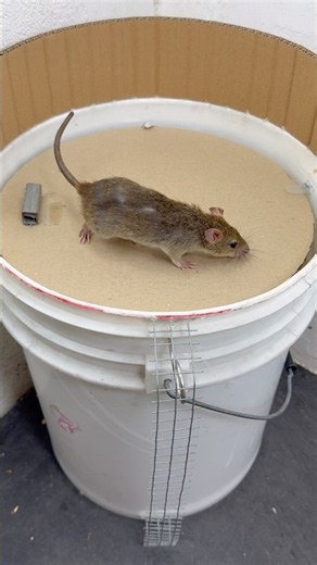 DIY Bucket Mouse Trap – Simple & Smart! #rat