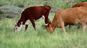 A herd of cows in the countryside - Free Stock Video