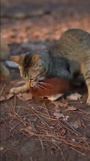 What if a dog’s cry awakened a cat’s warrior spirit?🐱🔥🐶अगर एक बहादुर बिल्ली ने नेवले को रोक दिया तो?