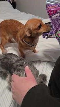 Puppy introduction plus Invader Zim mystery bag unboxing.