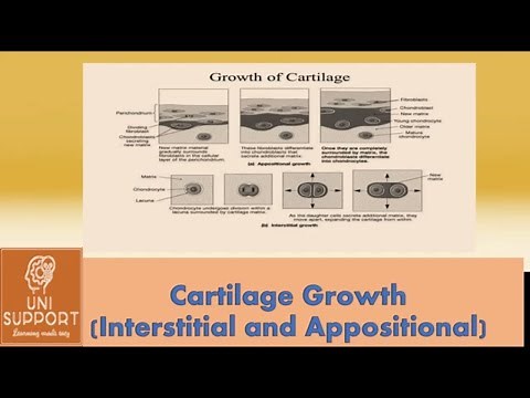 Interstitial vs Appositional Growth - Growth of Cartilage