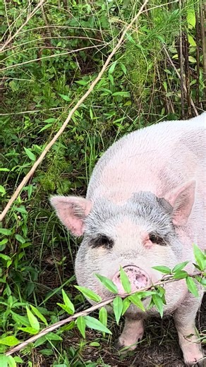 Barking_Bubbles mobile on TikTok