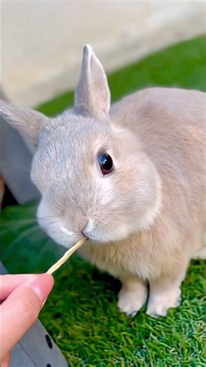 rabbit eating sound || bunny eating sound #rabbit #bunny #bunnies #pets #cute #eatingsounds #animals