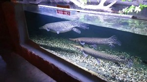 1.7K views · 57 reactions | The Alligator Gar Fish is the largest...