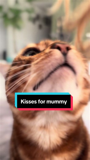 How adorable 🥰 Phoenix stops for kisses with mummy before continuing his game 😍😘 #cat #cats #kisses #catsoftiktok #kitten