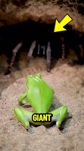 Why Would a Tiny Frog Live Inside a Giant Tarantula’s Burrow?