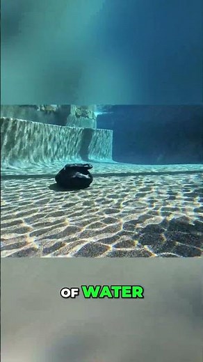 Pool Robot Review: 2-Hour Clean, Fast Charge! #shorts