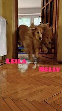 Blue-eyed "Goldens" vs Growing Tape Wall! 🐶 Who wins?