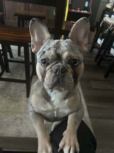 We know, and he knows 🖤 👏🏻 for our model @Koa #boujeefrenchiesociety #frenchiecontent #viralfrenchies #frenchies #frenchiesoftiktok