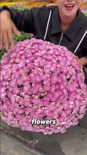 The Spherical Chrysanthemum: A Natural Floral Wonder