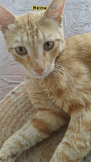 they make my day better 🎵❤️ #shortvideo #shorts #funny #live #pets #cat #india #bhavnagar #trending