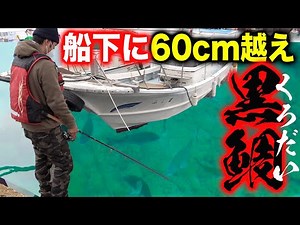 [Shocking] Fishing at a port where black porgy over 60cm is swarming! [Amami Oshima Expedition #4]