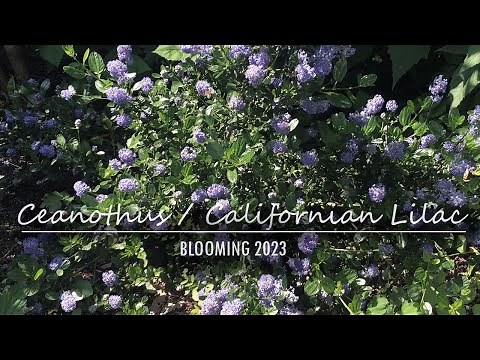 Ceanothus Victoria, var. Repens, Cool Blue | Californian Lilac | 2023 blooms