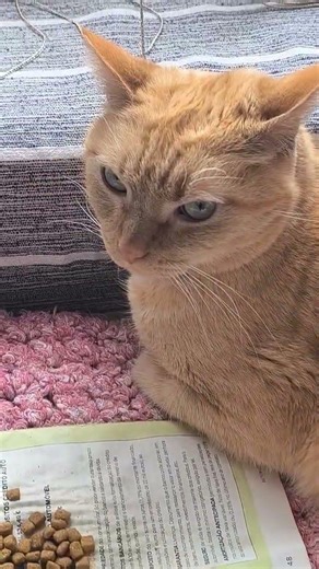 [Short script for video/audio, under 10 seconds:]\n\n"I'm a...