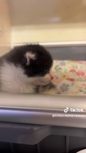 Sibling Suckling in Rescue Kittens: Risks and Early Intervention