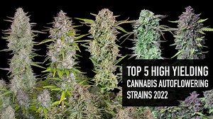 Top 5 High Yielding Cannabis Autoflowering Strains