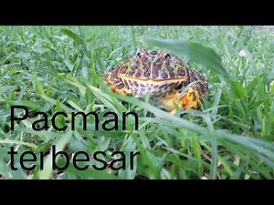 the biggest Pacman Frog // Ceratophyrs Ornata