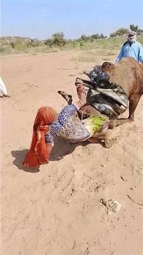 سقوط دلو الماء من فوق الجمل أثناء الركوب