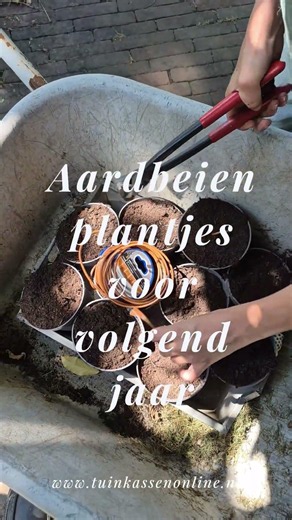 Aarbeienplantjes voor volgend jaar