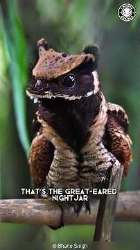 Great-Eared Nightjar 🦅 A Real-Life Dragon Bird!