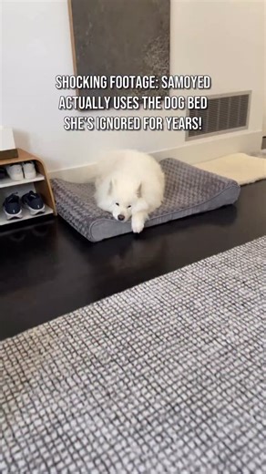 13K views · 3.8K reactions | People always ask if I even have a dog bed, so here’s proof I have one, and yes, I occasionally use it!  | Coconut Rice Bear | Facebook