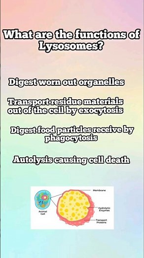 What are the functions of Lysosomes? #biology #lysosomes