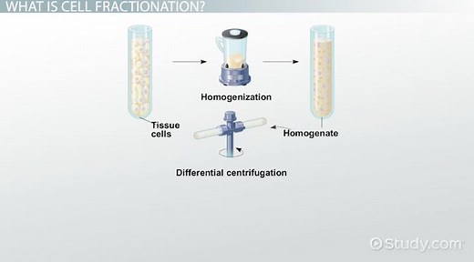 Cell Fractionation | Definition & Procedure