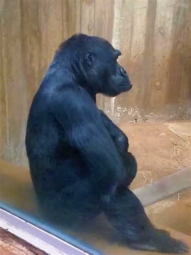 Grumpy Face with Cute Eyes | Gorilla | Smithsonian's National Zoo - Washington, DC