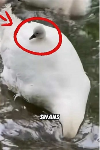 The Secret of Swan Feathers: Always Dry and Clean