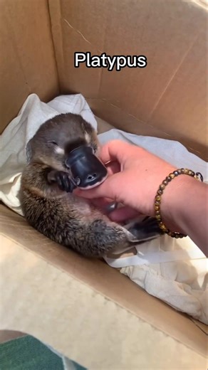 The Platypus: Nature’s Most Confusing Animal 🤯 #facts