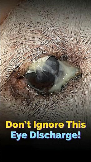 Don't ignore This Eye Discharge - The Eye Vet