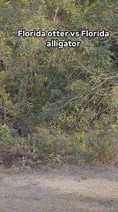 Florida otter vs Florida alligator #onlyinflorida #alligator #otter #omgitswicks #floridacomedy #fblifestyle | Omgitswicks