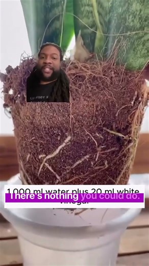 💪 Real Ways to Fix Compacted Soil in Your Garden