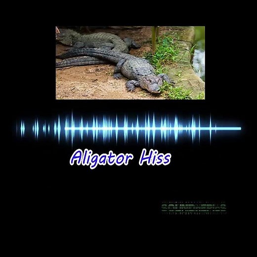 Alligator Hiss Sound Effect I Wild Animals I Nature (Links in the description)