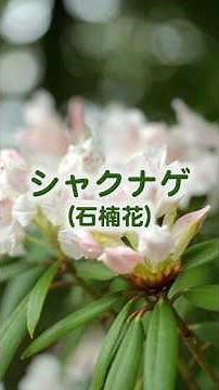 シャクナゲ#花 #シャクナゲ#花 #flowers＃自然＃癒し