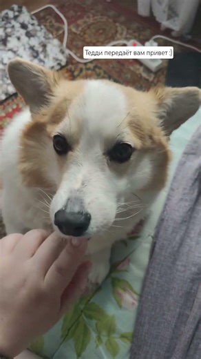 Маленькая булочка #dog #corgi #собака #корги #милота