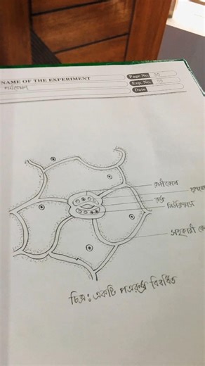 Biology Practical x Afghan Jalebi 😂 | Part 2 | HSC 2026 #shorts #shortsfeed