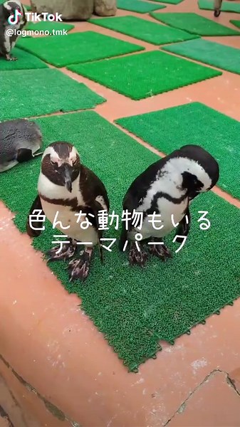 兵庫で絶対行くべきテーマパーク#子連れ #お出かけ