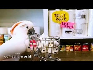 Hoarding | Our Domestic World