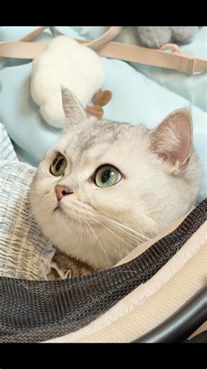 Cat Festival 14 Mar 26 #singapore #cat #cute