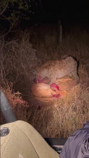 Hyena eats buck while it cries for help 😢