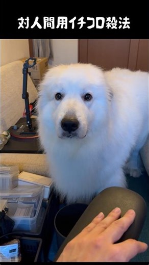人に効果抜群の技をもつ愛犬 #greatpyrenees #大型犬のいる生活 #大型犬 #大型犬と暮らす #グレートピレニーズ #犬のいる生活 #愛犬 #癒し #ゴールデンレトリバー