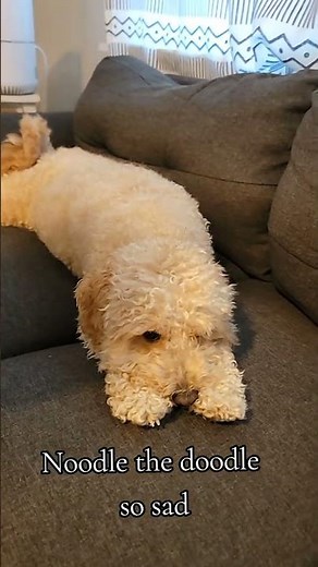 Fun noodle art with your mini doodle #doodle