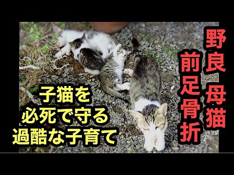 【野良】母猫の深い愛に涙が出る、親子を保護